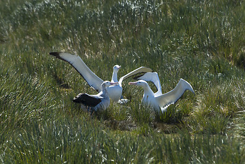 Image showing Wandering Albatrosses on the nest