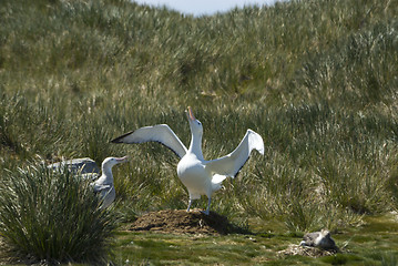 Image showing Wandering Albatrosses on the nest