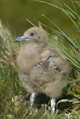 Image showing Great Skua chick
