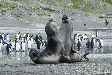 Image showing Elephant Seal fight