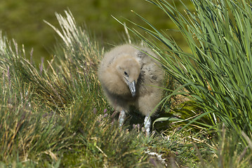 Image showing Great Skua chick