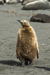 Image showing Fluffy King penguin chick