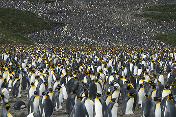 Image showing King penguins colony at South Georgia