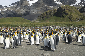 Image showing King penguins colony at South Georgia
