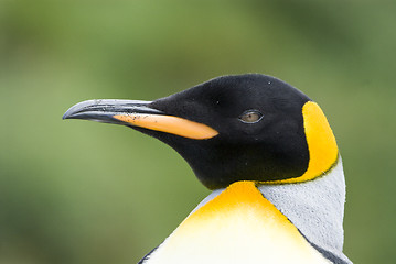 Image showing Close-up of king penguin looking at camera