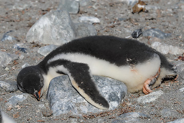 Image showing Gentoo Penguin chick lying on the rock