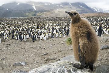 Image showing Fluffy King penguin chick