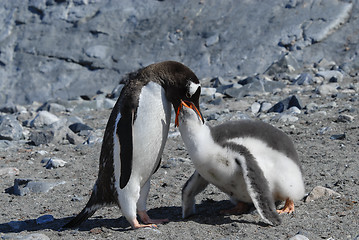 Image showing Adult Gentoo penguin with chick.