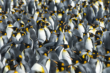 Image showing King penguins colony at South Georgia