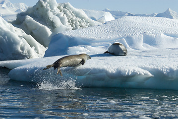 Image showing Crabeater seals jump on the ice.