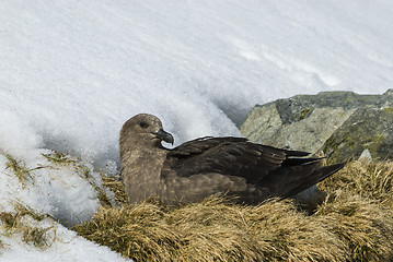 Image showing Brown Skua is nesting