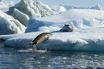 Image showing Crabeater seals jump on the ice.