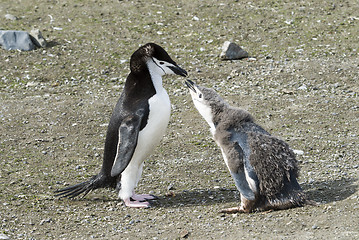 Image showing Chinstrap penguin feeding chick