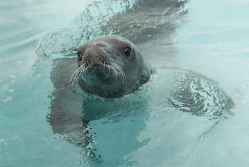 Image showing Crabeater seals in the water