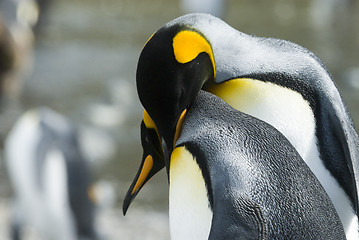 Image showing Close-up of king penguin looking at camera