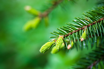 Image showing Branch of spruce with sprouts in spring time, close-up