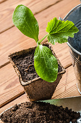 Image showing Seedlings zucchini and garden tools on a wooden surface