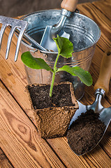 Image showing Seedlings zucchini and garden tools on a wooden surface