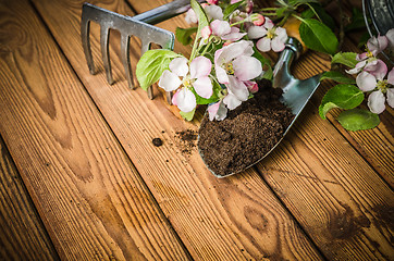 Image showing Branch of blossoming apple and garden tools on a wooden surface,