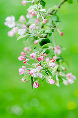 Image showing A branch of blossoming Apple trees in springtime, close-up