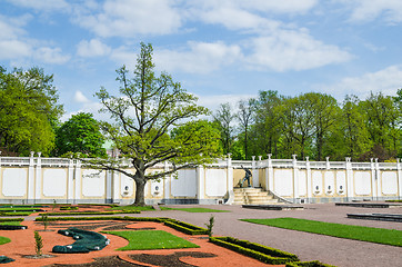 Image showing Old Oak in Kadriorg Park ,Tallinn, Estonia.