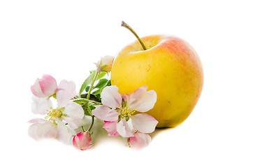 Image showing Ripe apple and blossoming branch of an apple-tree, Isolated on w