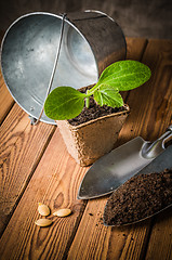 Image showing Seedlings zucchini and garden tools on a wooden surface