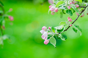 Image showing A branch of blossoming Apple trees in springtime, close-up