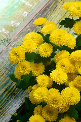 Image showing Yellow Chrysanthemum Bunch