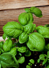 Image showing Fresh Green Basil 