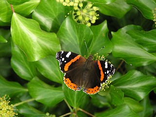 Image showing Red Admiral