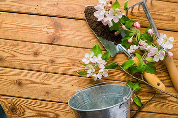Image showing Branch of blossoming apple and garden tools on a wooden surface,
