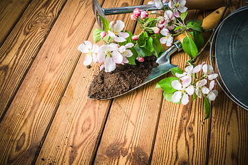 Image showing Branch of blossoming apple and garden tools on a wooden surface,