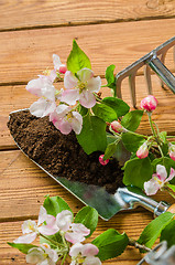 Image showing Branch of blossoming apple and garden tools on a wooden surface,