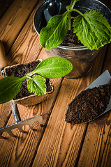 Image showing Seedlings zucchini and garden tools on a wooden surface