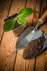 Image showing Seedlings zucchini and garden tools on a wooden surface