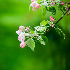 Image showing A branch of blossoming Apple trees in springtime, close-up