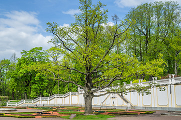 Image showing  Old Oak in spring time Kadriorg park, Tallinn, Estonia