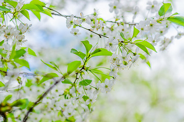 Image showing A branch of cherry blossoms in the springtime, close-up