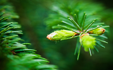 Image showing Branch of spruce with sprouts in spring time, close-up