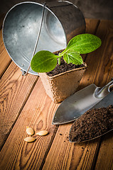 Image showing Seedlings zucchini and garden tools on a wooden surface