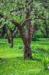 Image showing The old Apple Orchard in springtime, close-up