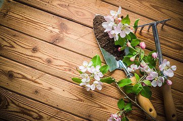 Image showing Branch of blossoming apple and garden tools on a wooden surface,