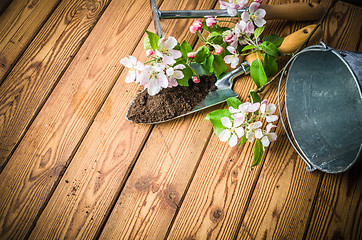 Image showing Branch of blossoming apple and garden tools on a wooden surface,