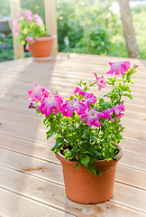 Image showing Flowering pink petunia in the garden