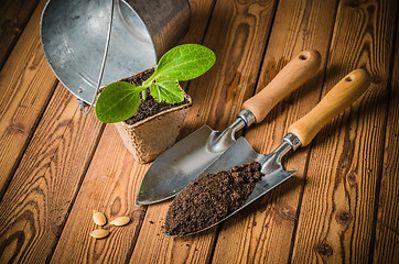 Image showing Seedlings zucchini and garden tools on a wooden surface