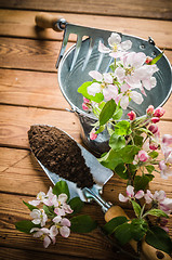 Image showing Branch of blossoming apple and garden tools on a wooden surface,