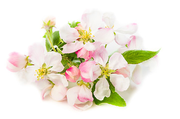 Image showing Branch of a blossoming apple-tree on a white background, close-u