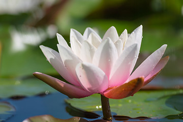 Image showing Pink-white lotus flower with water drops on lake surface