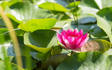 Image showing Magenta flower of water lily in sunlit dense foliage